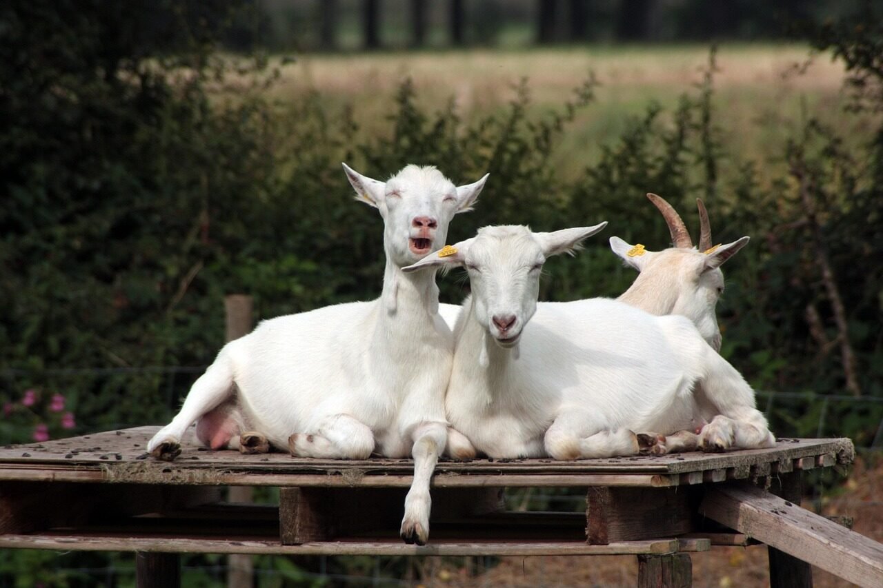 crazy goats, goats, nature, humour, funny, farm, animals