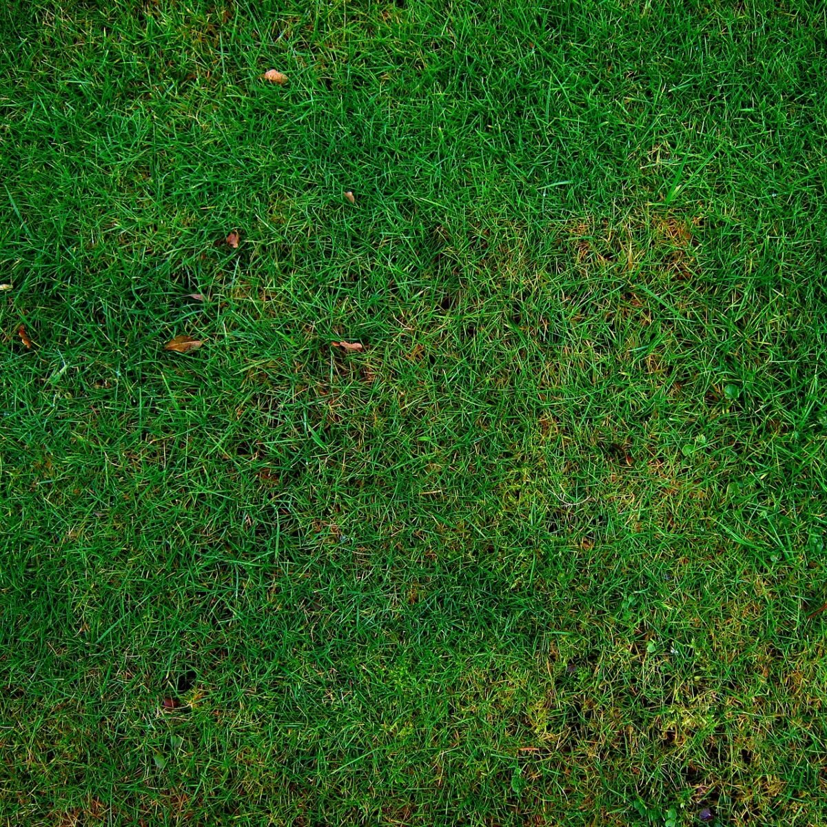 lawn, grass, meadow, texture, yard, garden, nature, park, green, green grass, grassy, field