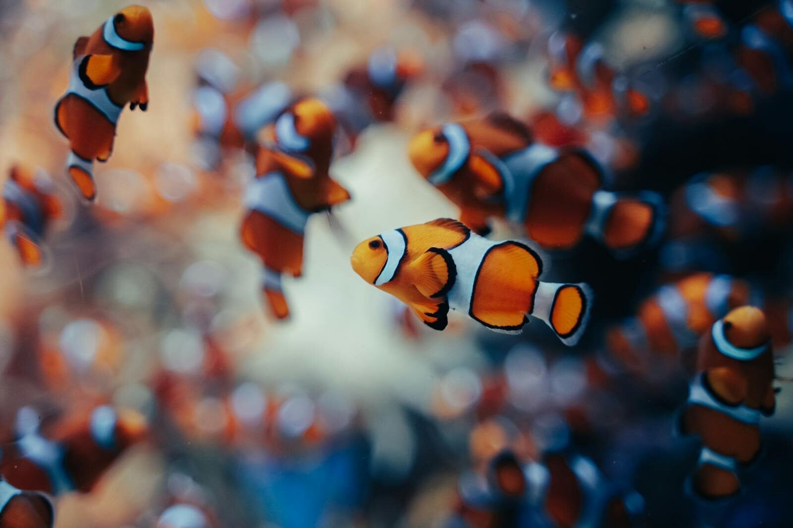 A colorful assembly of clownfish swimming energetically underwater, showcasing sea life beauty.