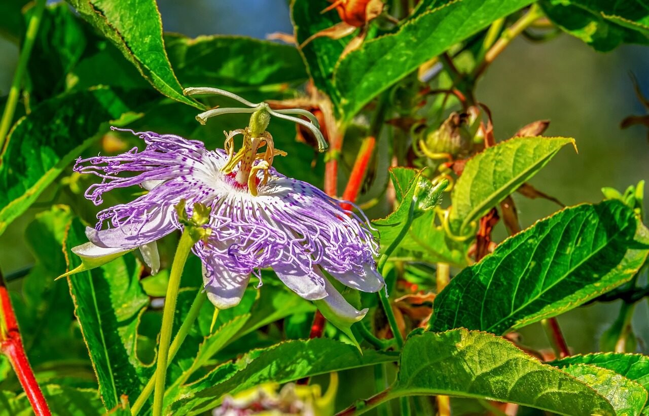 flower, flower background, passion flower, botany, beautiful flowers, passiflora, passion vine, blossom, bloom, flora, beauty, plant, flower wallpaper, nature, growth