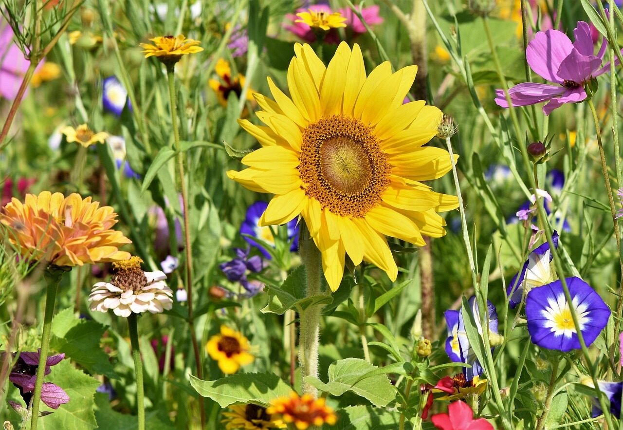 sunflower, flowers, flower bed, flower meadow, petals, bloom, bright, flower background, flower wallpaper, wild flowers, wildflowers, garden flowers, colorful, plant, meadow, nature, beautiful flowers, flora, garden