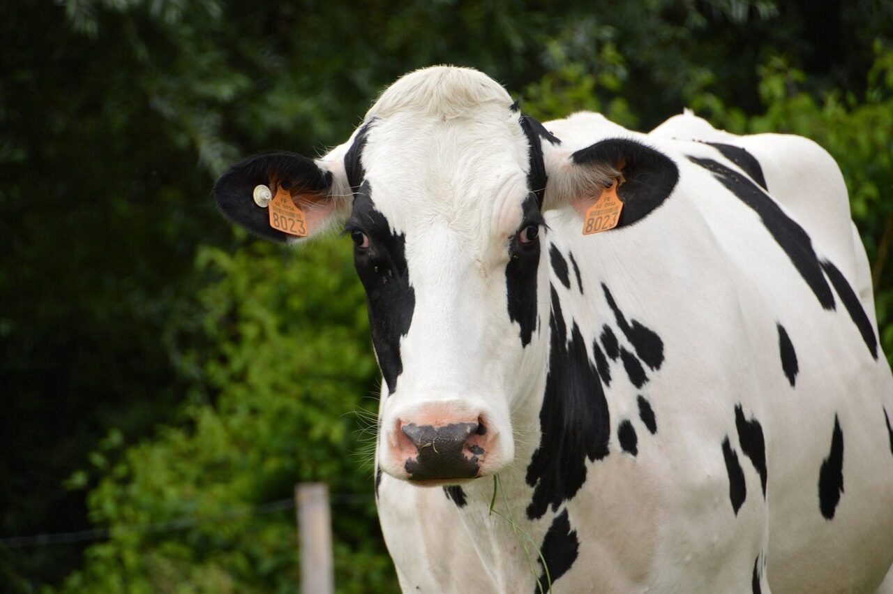 animal, mammal, cow, dairy cow, livestock, milk, heifer, calf, nature, beef, cow blue the north, breeding, milk producer, pasture, cow of the north, cow black and white, ruminant