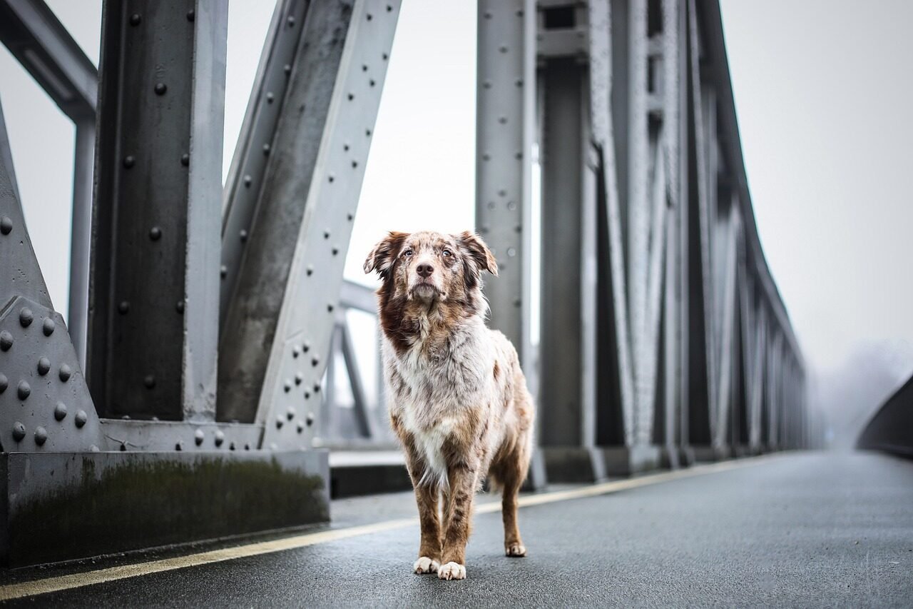 dog, pet, canine, animal, nature, fur, snout, mammal, dog portrait, animal world, bridge, architecture