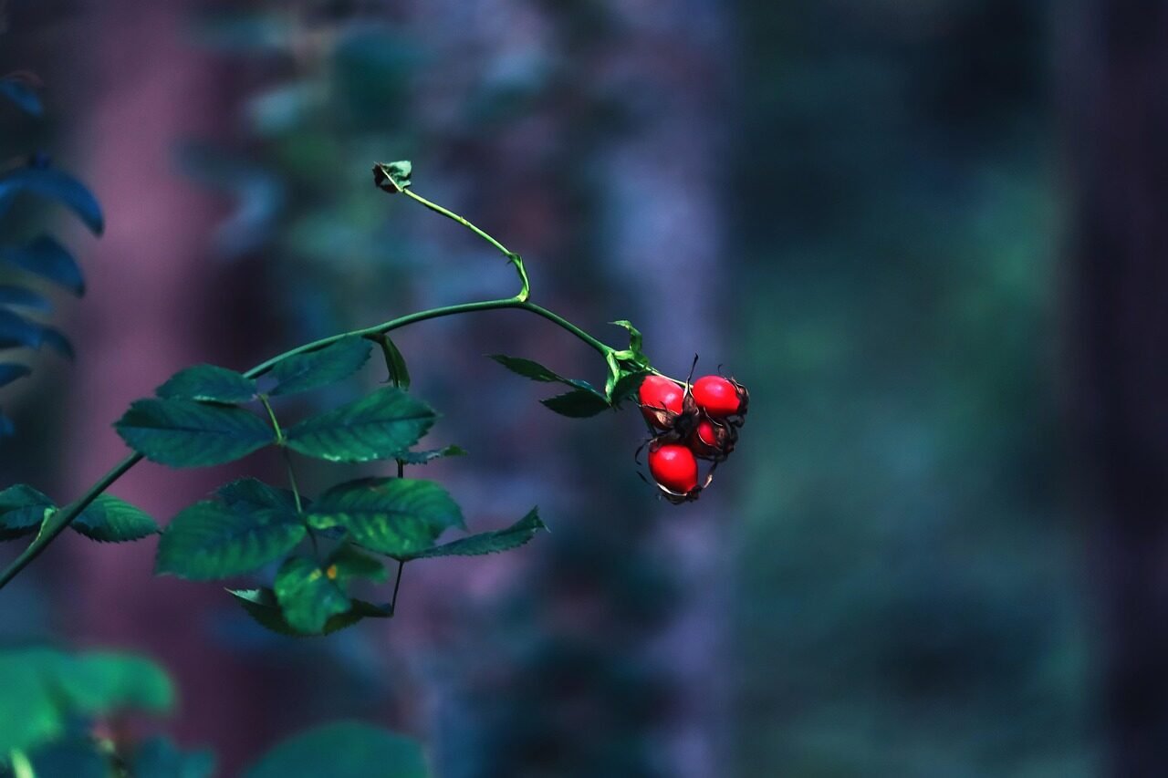 rosehips, dog rose, roses, wild rose, plant, shrub, rich in vitamins, autumn fruits, nature