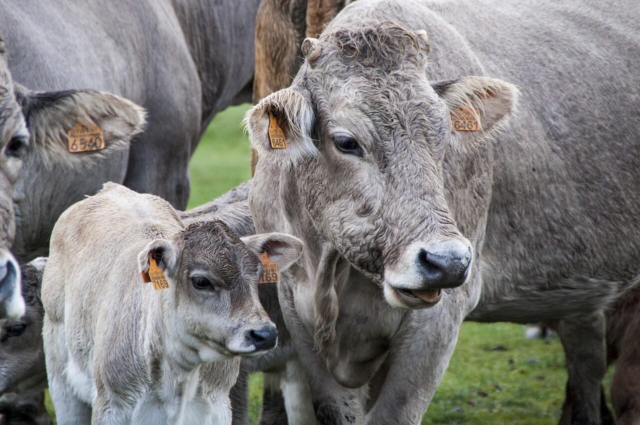 cow, veal, livestock, calf, pastures, cows, cattle raising, animal, ruminant, breeding, milk, nature, montaña palentina, castile and leon, spain
