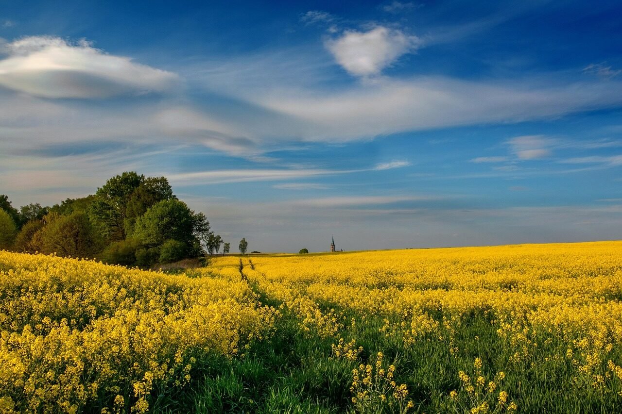 wilamowice, nature, rapeseed, canola fields, blooming rapeseed, landscape, village, poland village, sky, perspective, gaba perspective, clouds, spring