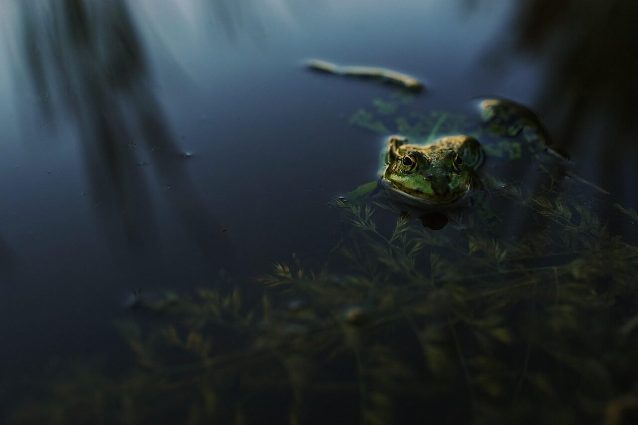 frog, eve, water, pond, gold, amphibian, animals, nature, close up, frog, frog, frog, frog, frog, pond, gold, gold, gold