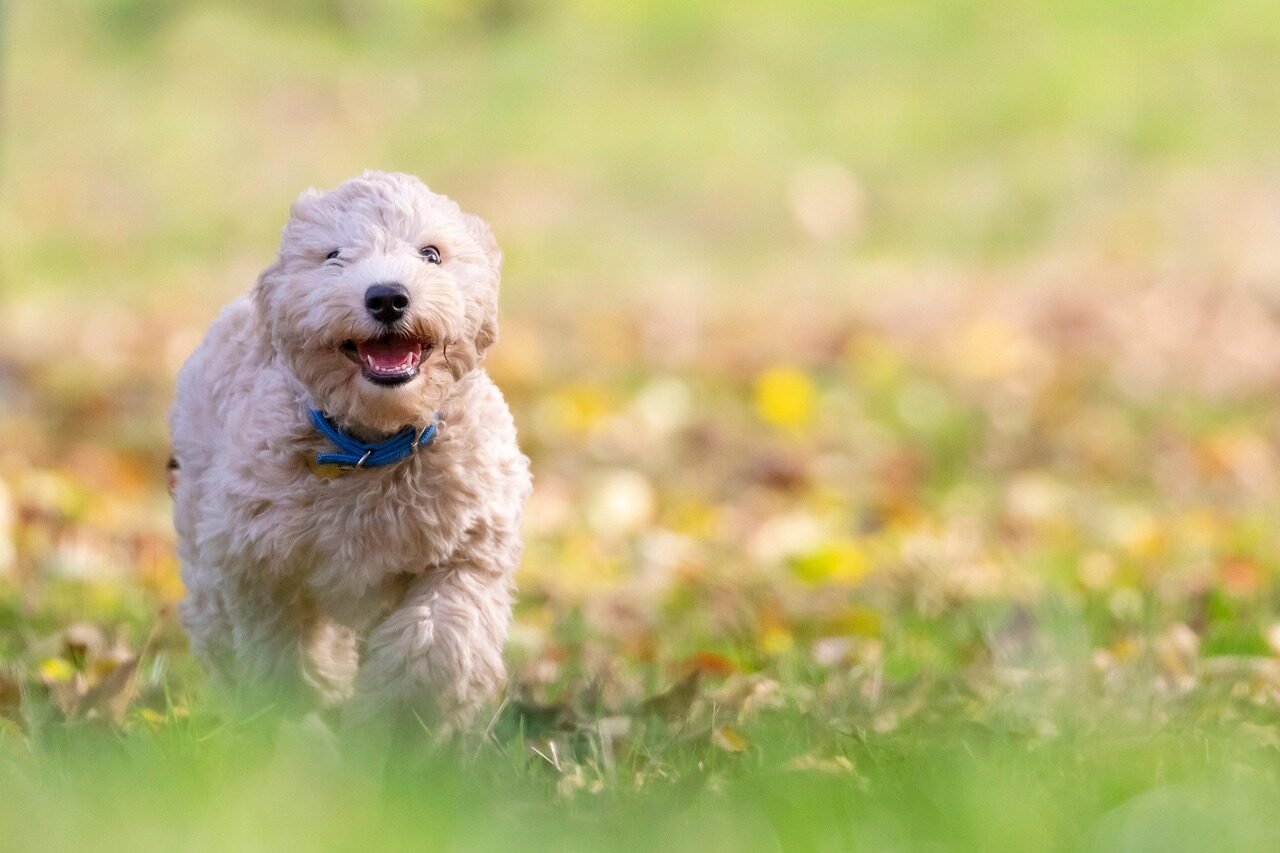 dog, puppy, pet, bichon frise, animal, pup, young dog, toy dog, doggy, domestic dog, canine, mammal, cute, adorable, furry, portrait, park, nature, outdoors