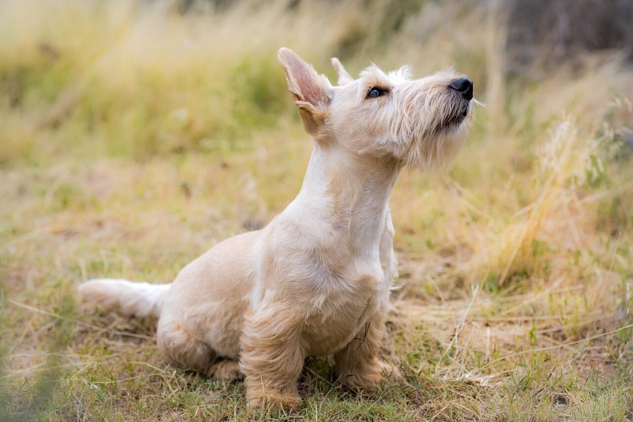 dog, pet, scottish terrier, canine, nature, animal, fur, ears, snout, meadow, mammal, dog portrait, animal world