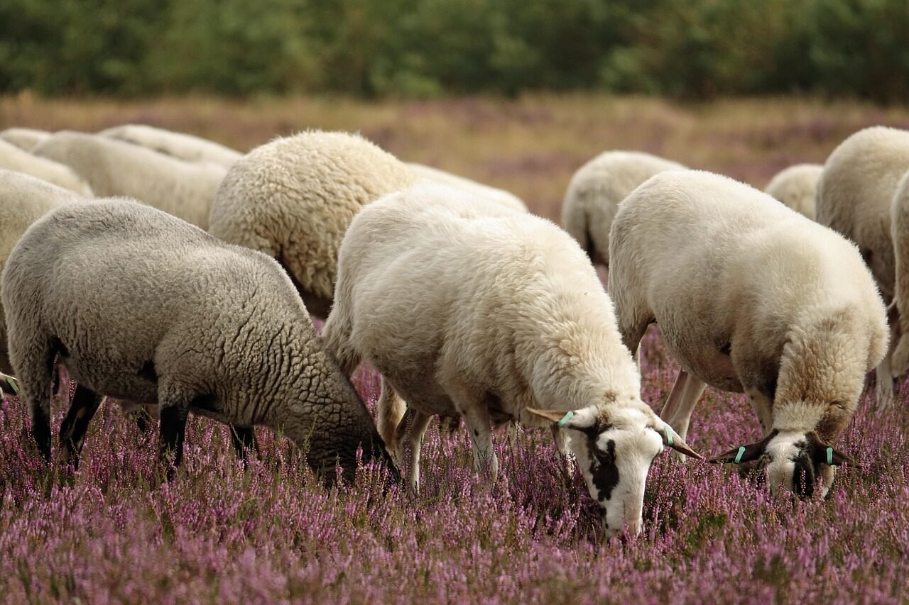 heather, heath sheep, sheep, moorland, cattle, heather flowers, animals, nature, graze, purple, colorful, sheep, sheep, sheep, sheep, sheep