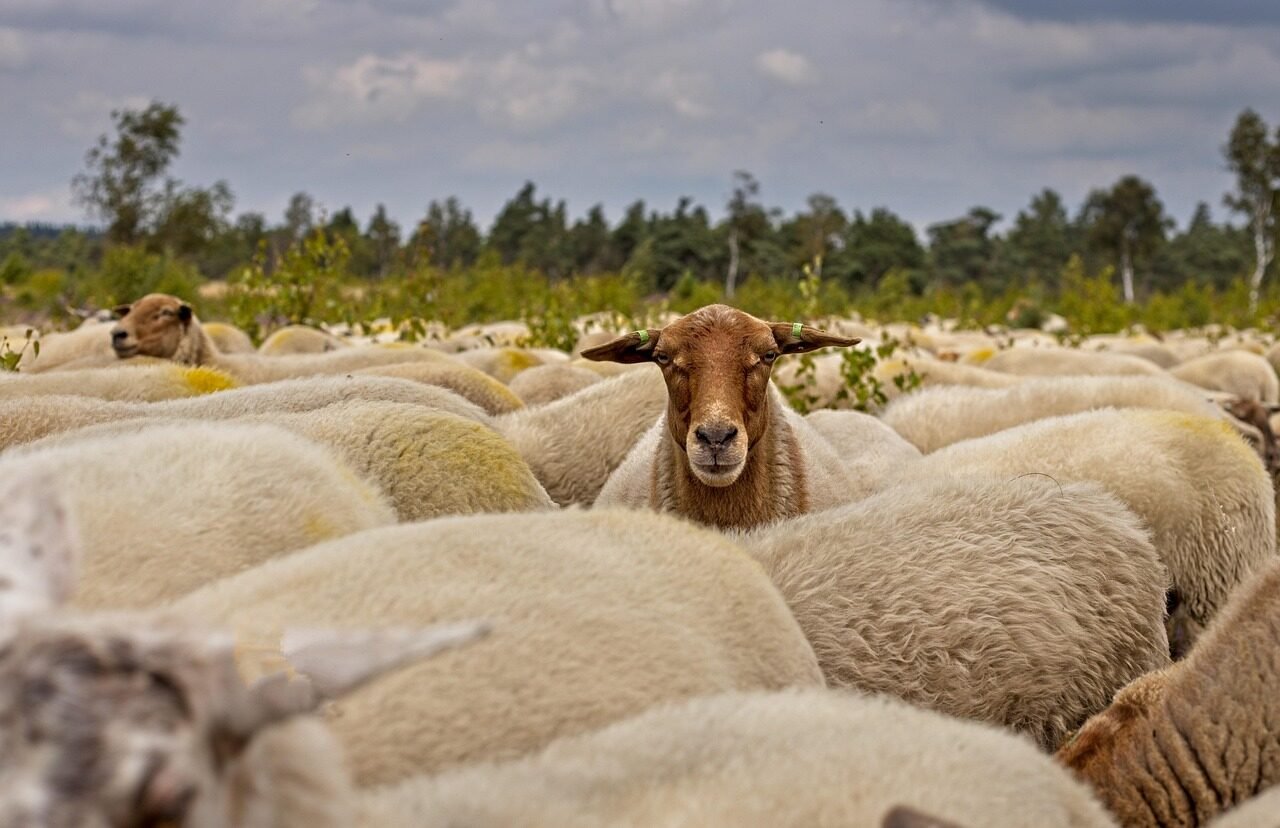herd of sheep, sheep, nature, wool, mammal, heather, cattle, animals, wilderness, sheep, sheep, sheep, sheep, sheep