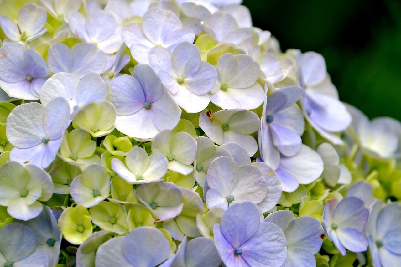 hydrangea, flower background, flower wallpaper, beautiful flowers, flower, flora, nature, purple, pastel