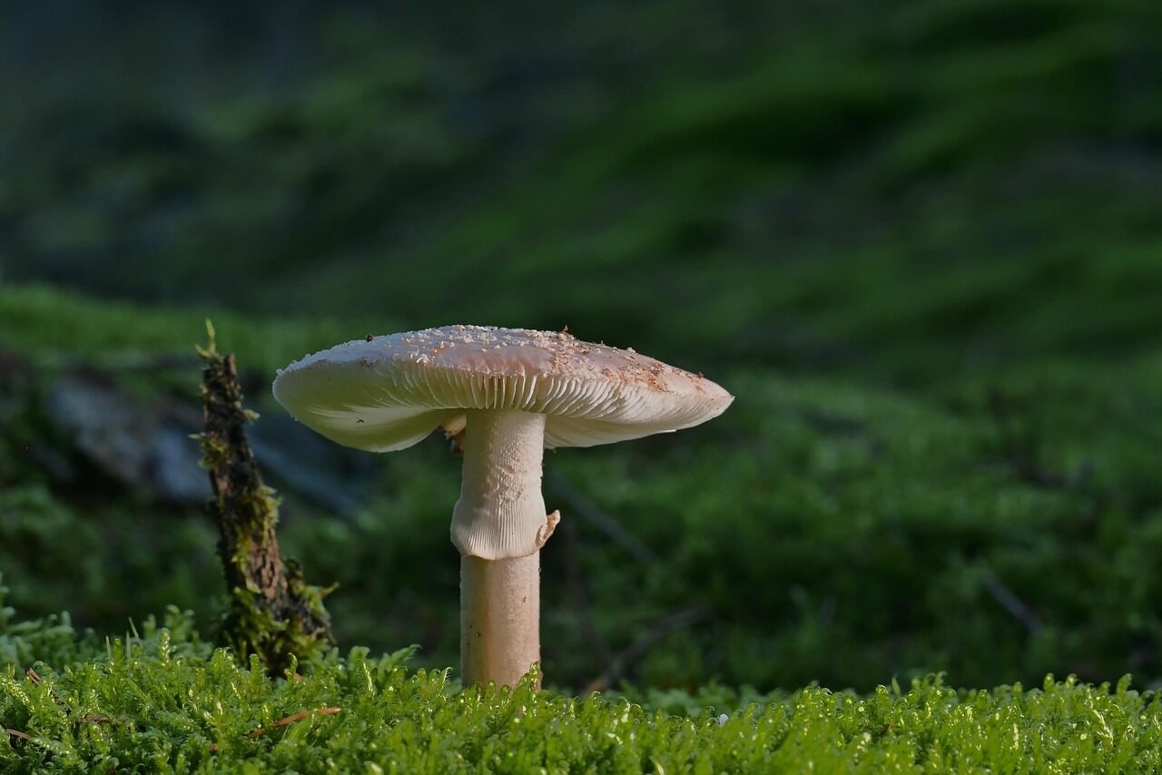 pearl fungus, mushroom, moss, forest floor, forest, nature, mushroom, mushroom, mushroom, mushroom, mushroom, moss, forest, forest