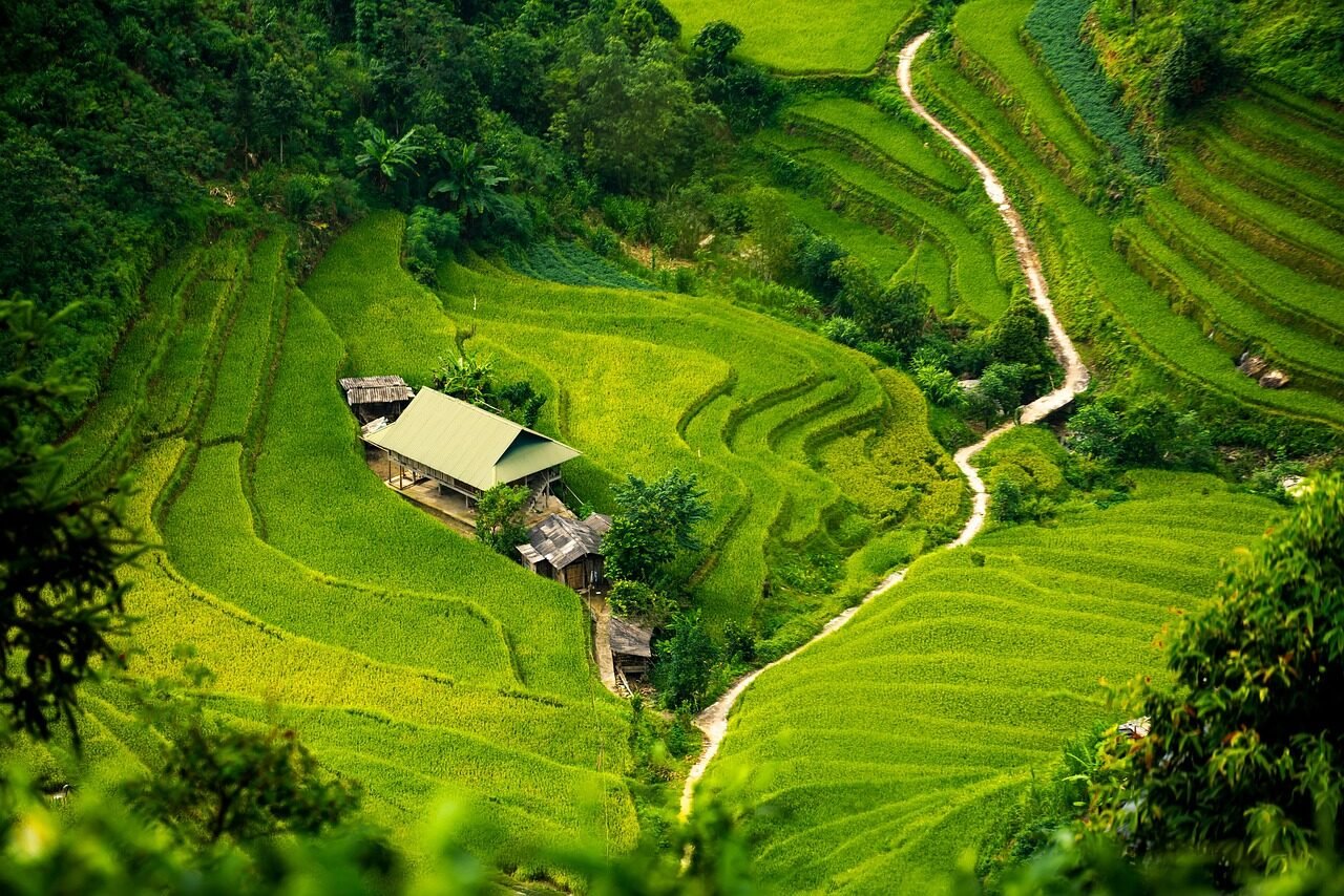 apartment, curve, path, step, paddy field, oasis, nature, isolation, tree
