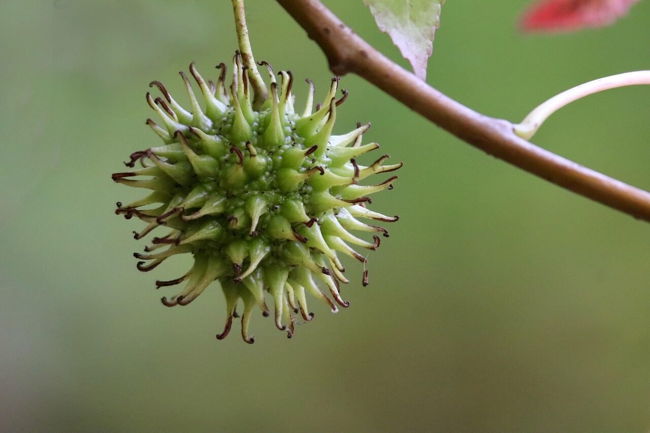 sweetgum, starfish tree, sweetgum tree fruit, liquidambar, fruit compound, fruit of the sweetgum tree, capsule fruit, nature, close up, seed composite