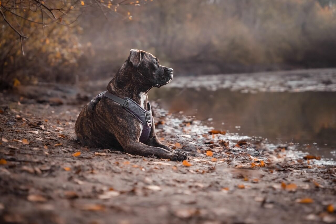 pitbull, dog, fall, nature, domestic animal, animal, pooch, forest, leaves, pet, lake, autumn