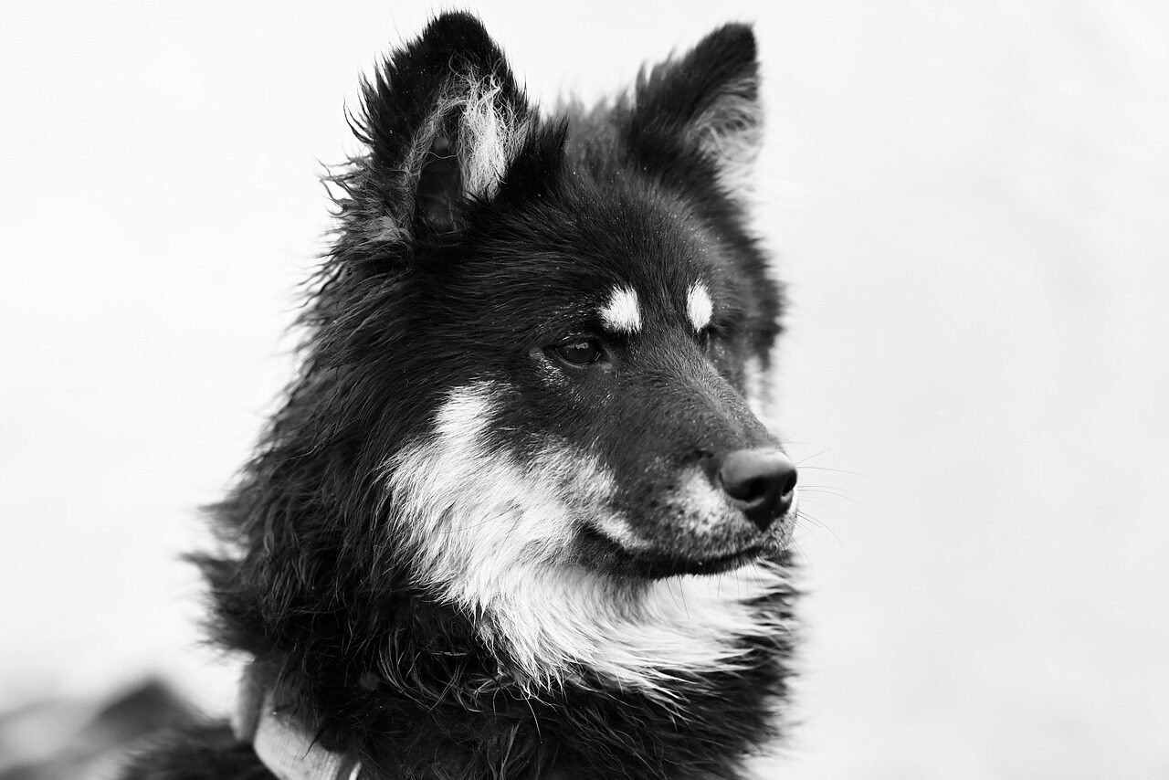 monochrome image, nature, black and white, canine, animal, mammal, ûmïe eurasier dog, pet, dog