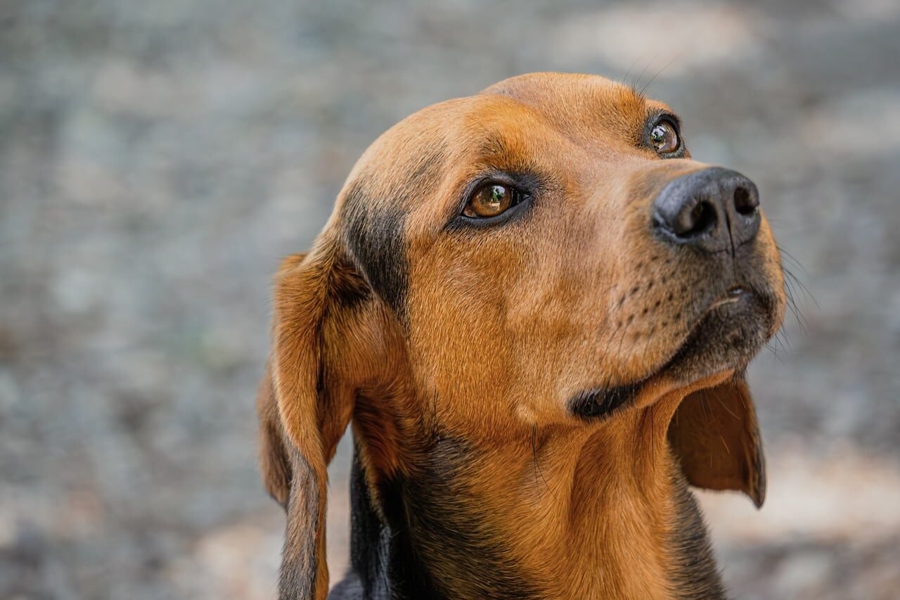 dog, content, outdoors, reddish-brown, brown, looking, eyes, friendly, background, pet, curiosity, charm, beauty, relationship, display, character, graceful