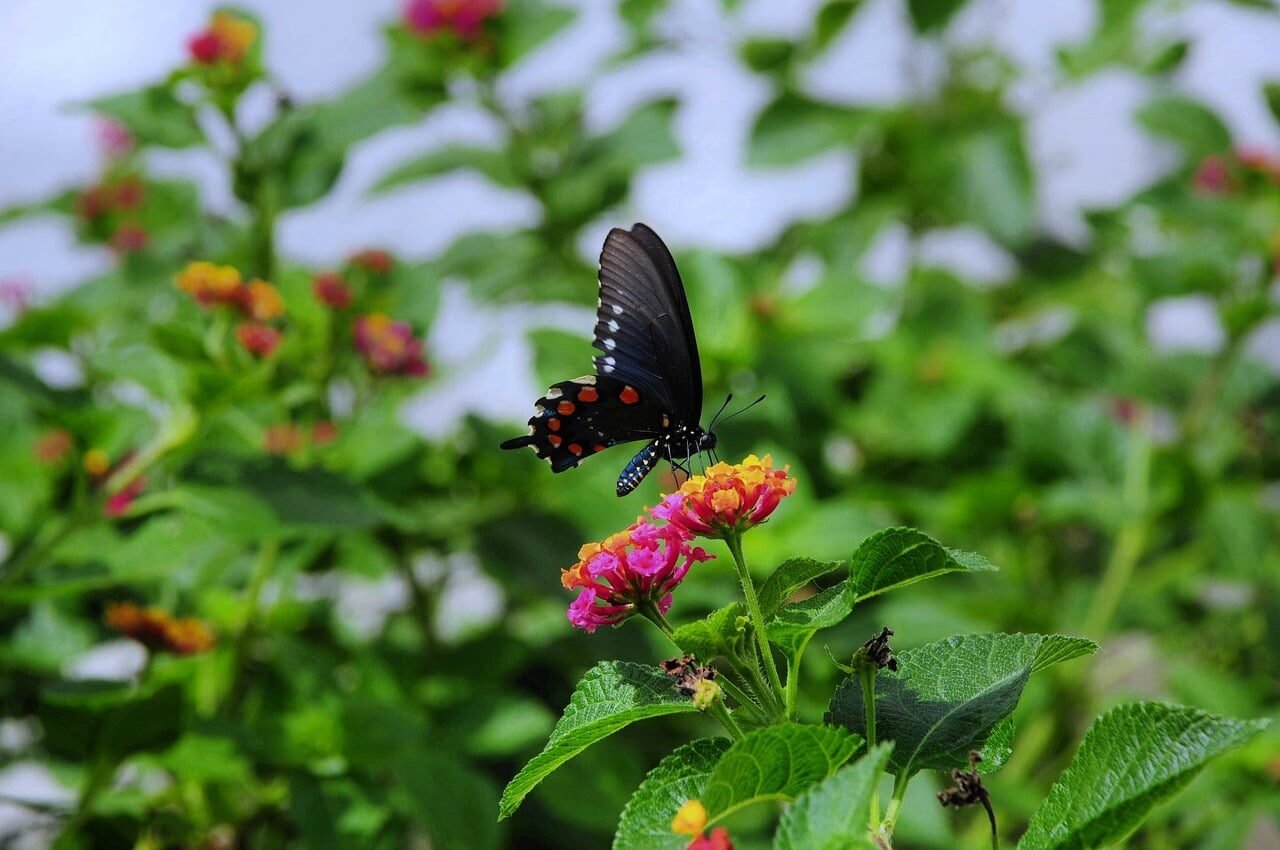 butterfly, nature, insect, pollination, wings, flower, macro photography, pistil, tropical, blooming, beauty, flying, garden, colorful, nectar, pollinator, leaf, fragile, exotic, scent