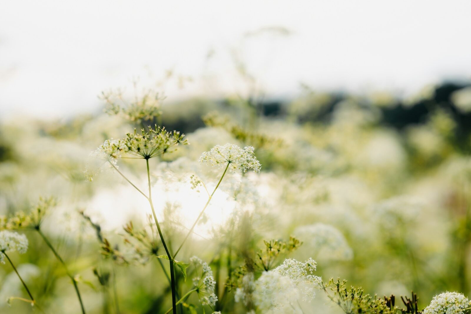 A field of delicate white wildflowers in soft sunlight.
