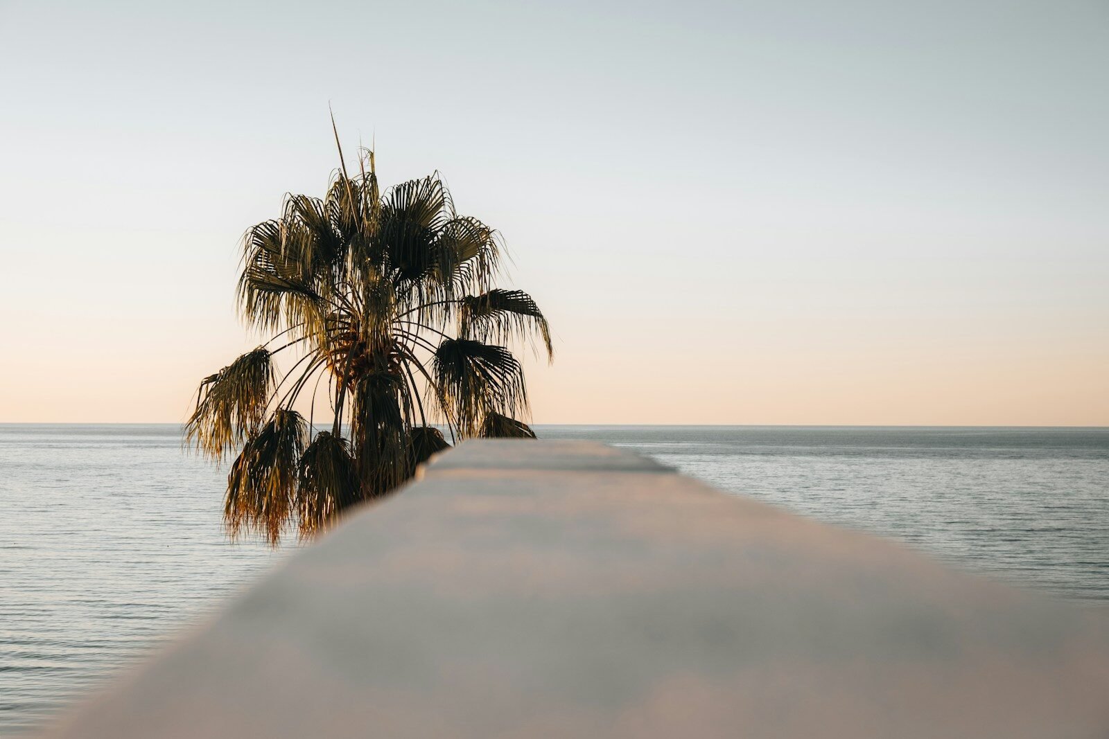 Palm tree by the ocean under a soft, clear sky.