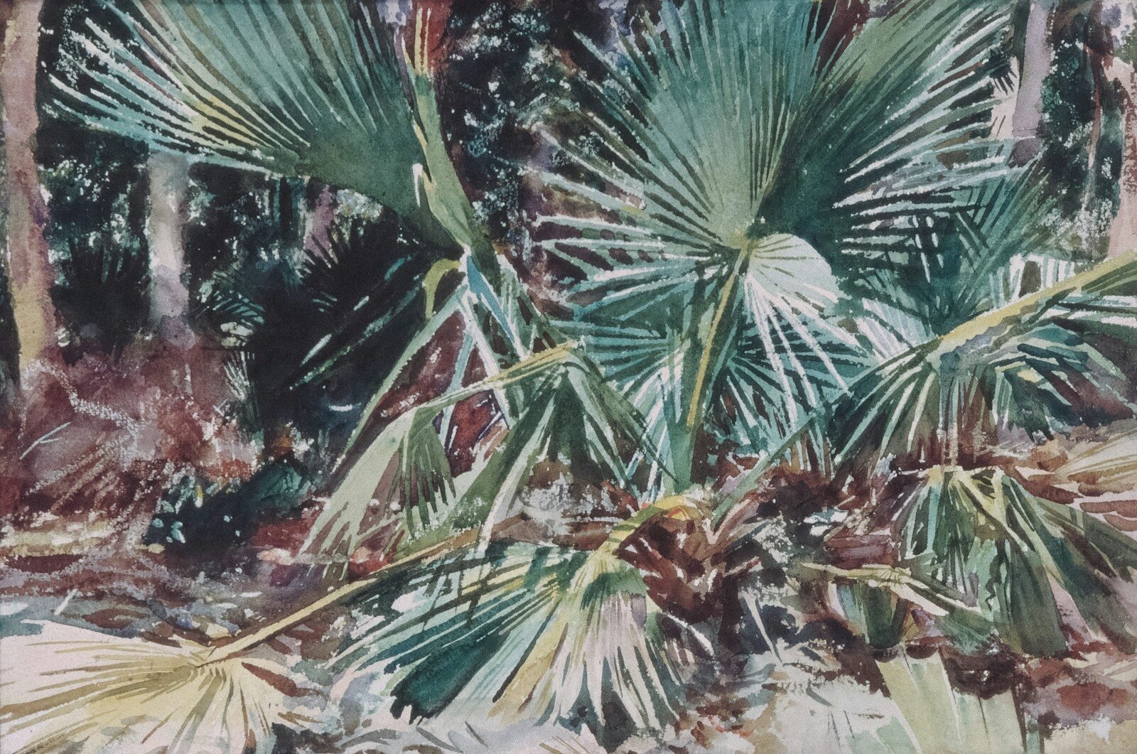 Several palm plants with large, fan-shaped leaves in a forest.