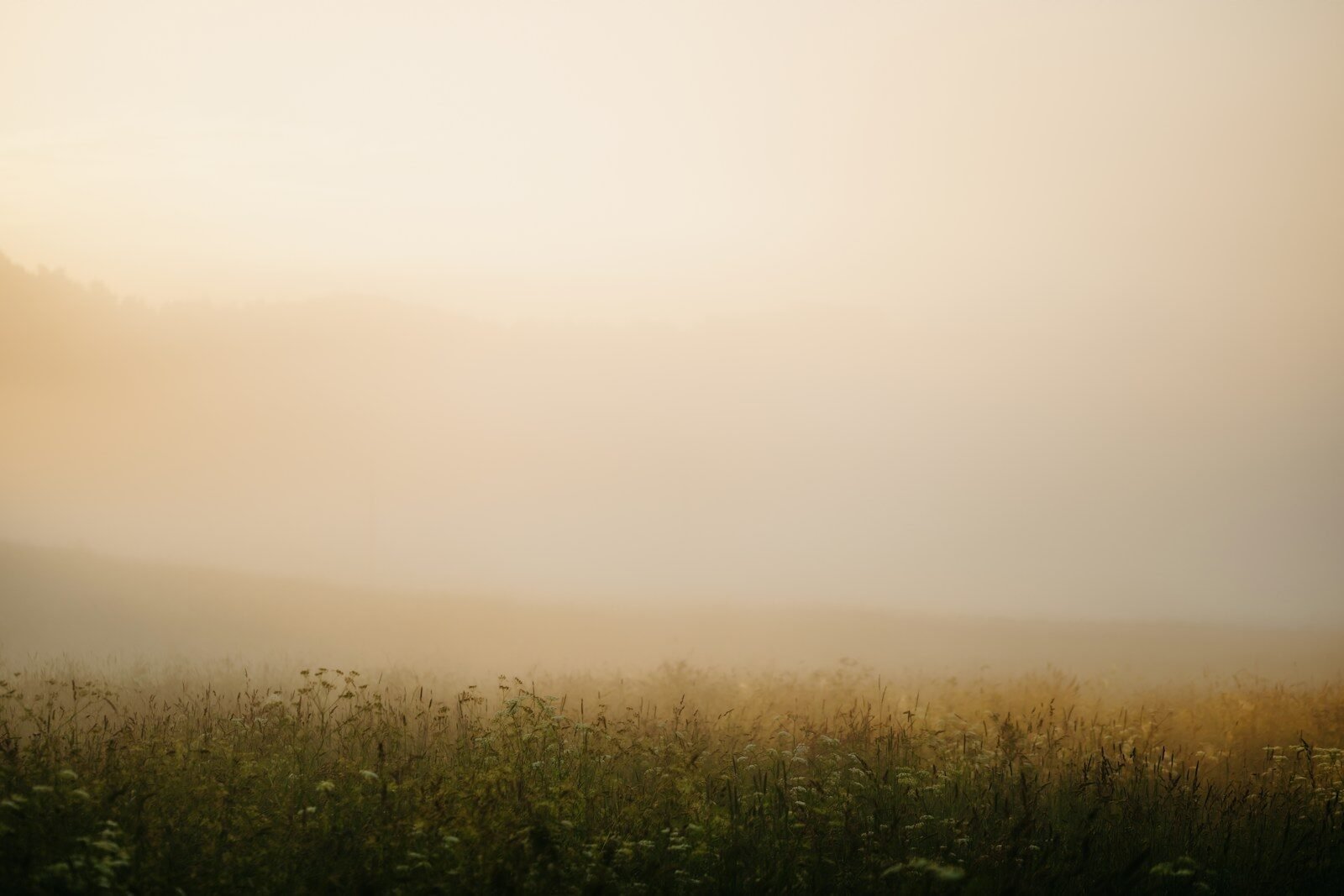 Misty morning over a field of wildflowers.